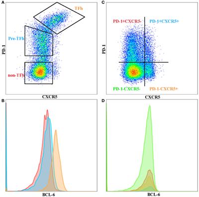 The Role of CD4+ T Follicular Helper Cells in HIV Infection: From the Germinal Center to the Periphery